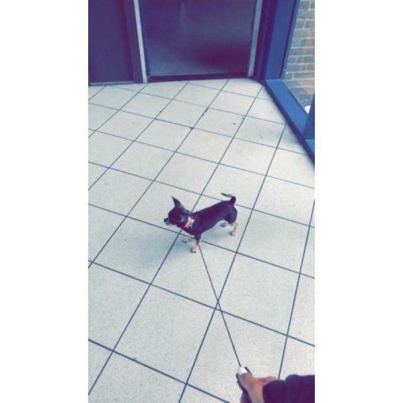 Chihuahua
