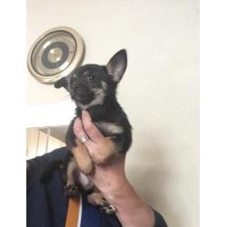 Chihuahua pup
