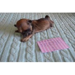 Lhasa Apso pups geboren 22 september 2018