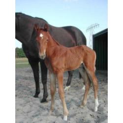 paard