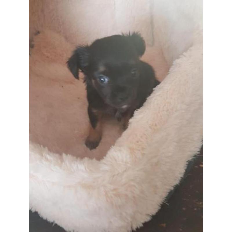 chihuahua reutje