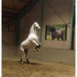 Super lieve lusitano hengst