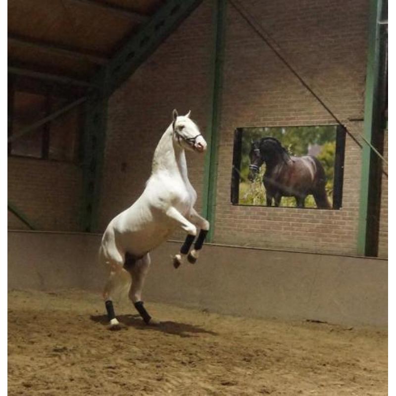 Super lieve lusitano hengst