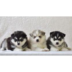 Prachtige Pomsky Puppy's !! (mini husky)