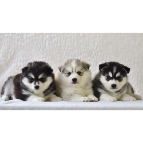Prachtige Pomsky Puppy's !! (mini husky)