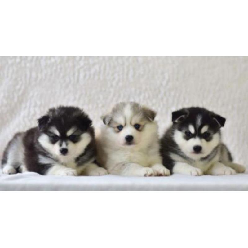 Prachtige Pomsky Puppy's !! (mini husky)
