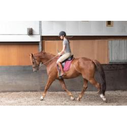 paard
