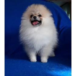 Prachtig Teefje Pomeranian/Pomeriaan/Dwergkeesje/FCI