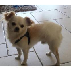 2 chihuahua reuen