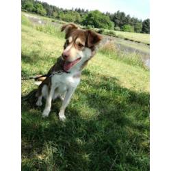 Bordercollie x husky