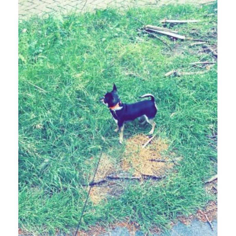 Chihuahua