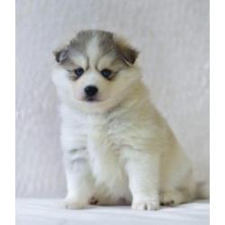 Prachtige Pomsky Puppy's !! (mini husky)