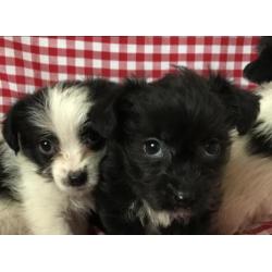 Boomer pups