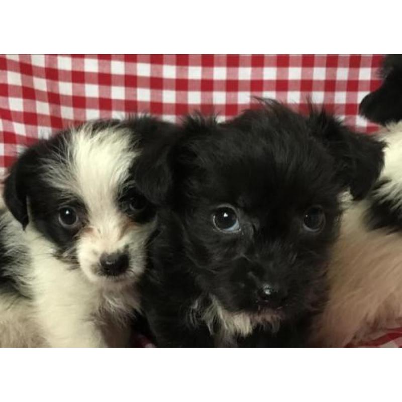 Boomer pups