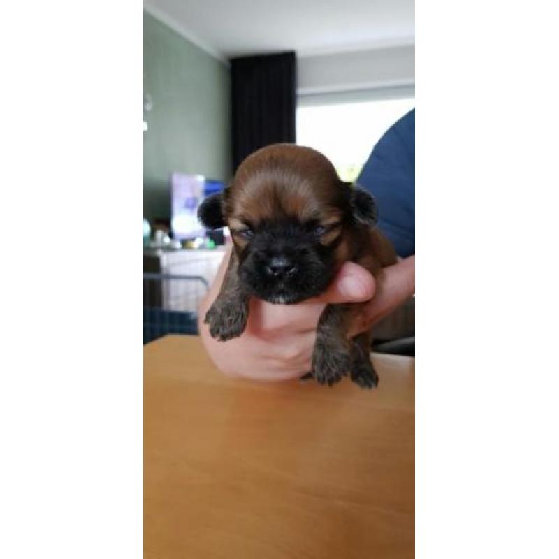 Lhasa Apso pups geboren 22 september 2018