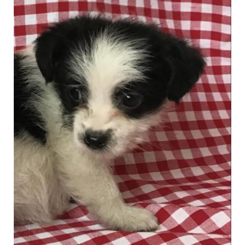 Boomer pups