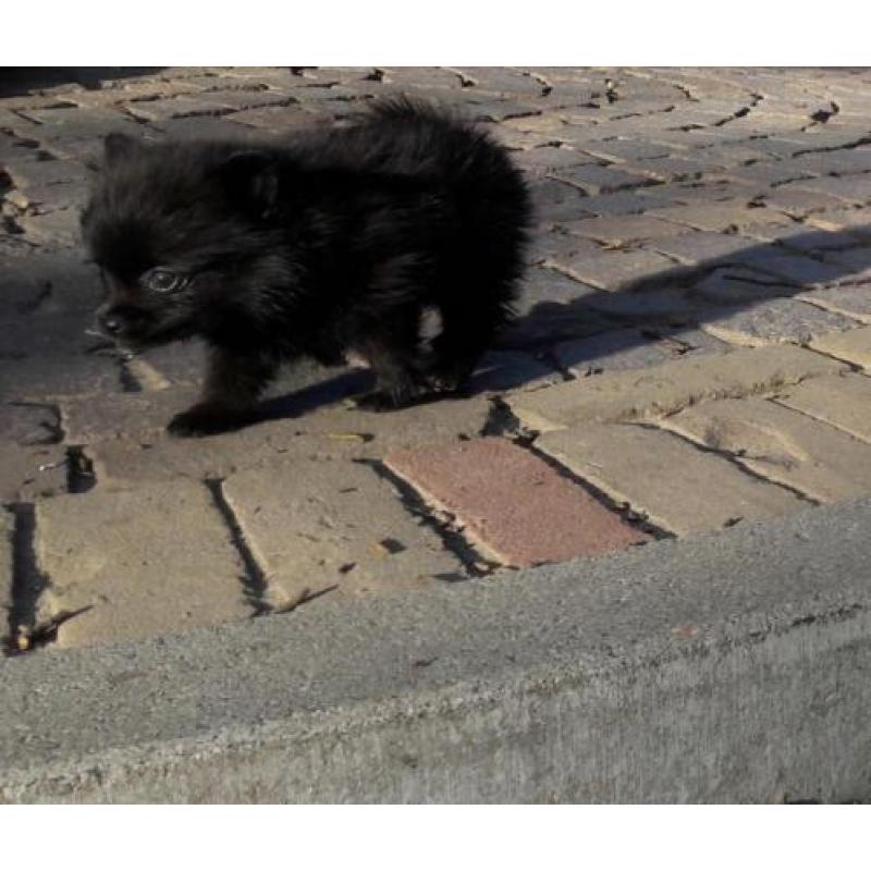 Pomeranian (dwergkees) x kleinkees