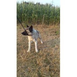 akita