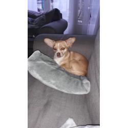 Chihuahua van 4 jaar oud.