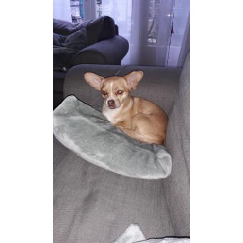 Chihuahua van 4 jaar oud.