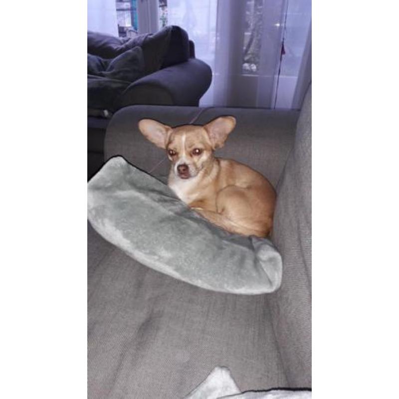 Chihuahua van 4 jaar oud.