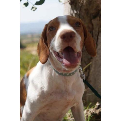 CIRUELA Breton mix lief jong meisje wil asiel verlaten!