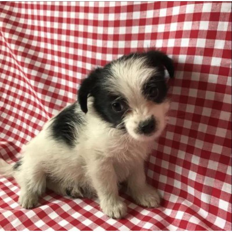 Boomer pups