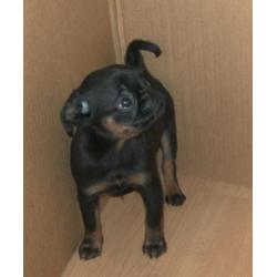 griffon pups zoeken thuis!