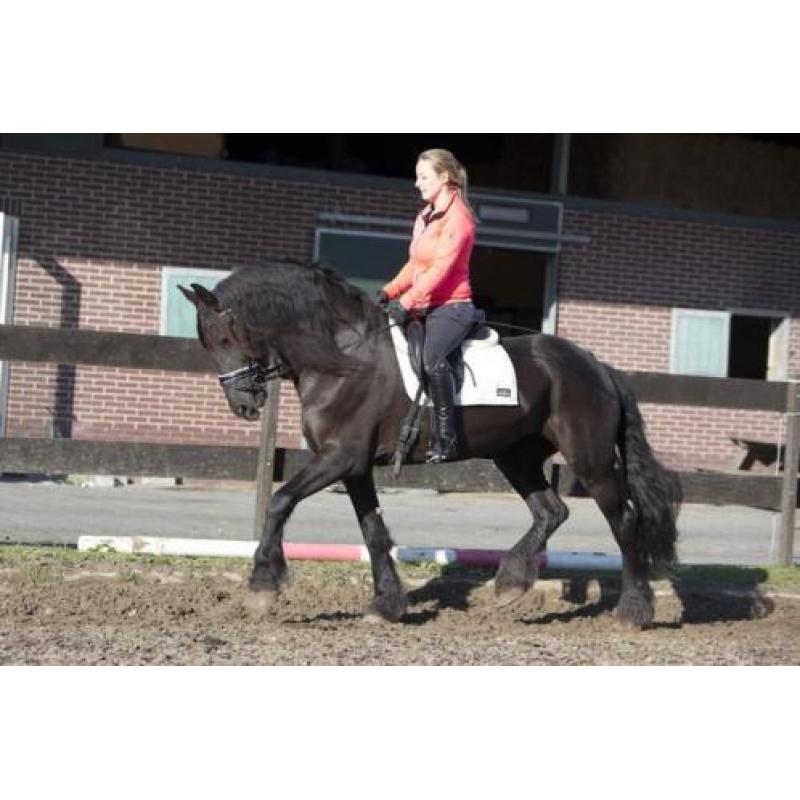 EYECATCHER!! Geweldige, betrouwbare friese stamboekmerrie.