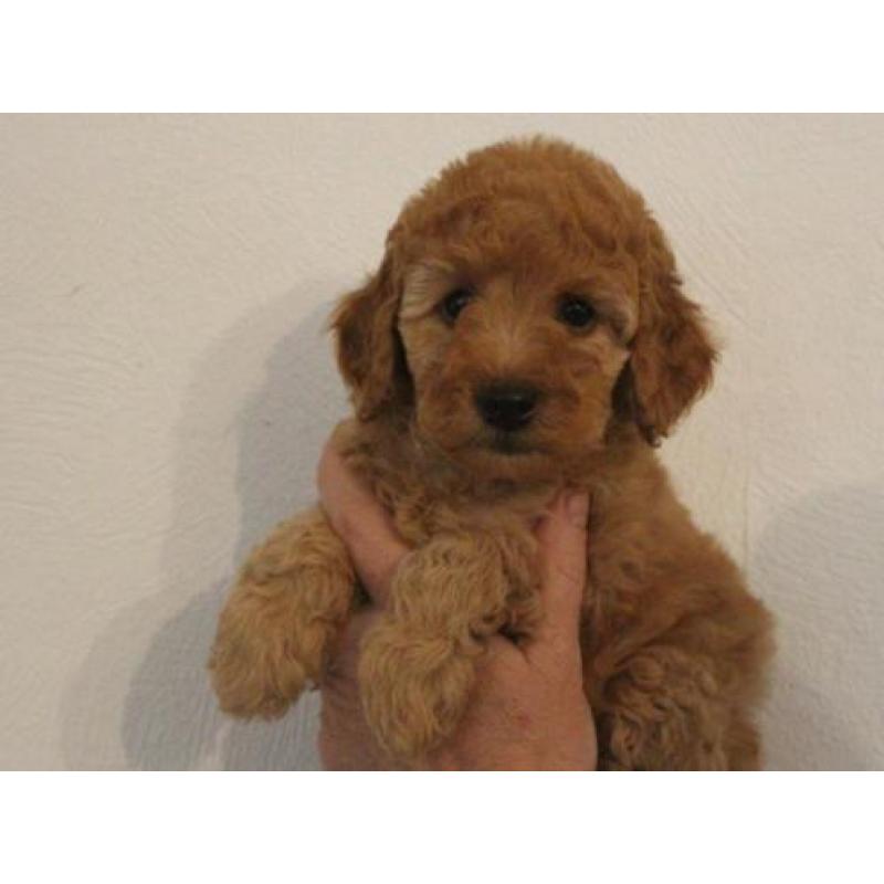 Te koop middenslag poedelspups