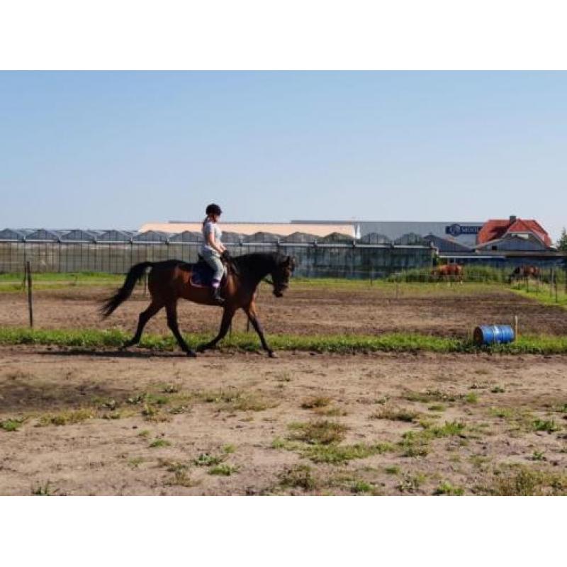 **VERKOCHT** 6 jarige dressuurruin.