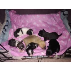 Chihuahua puppy's