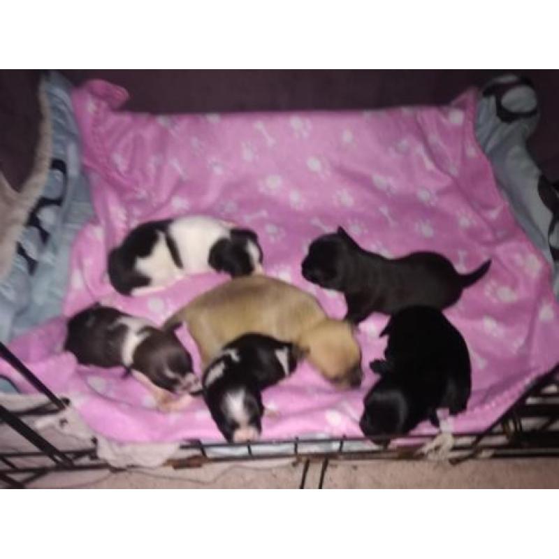 Chihuahua puppy's