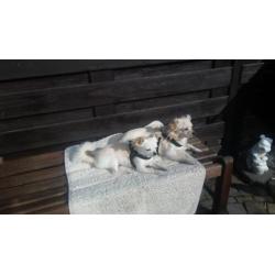 2 chihuahua reuen