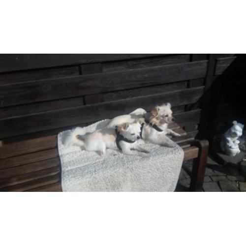 2 chihuahua reuen