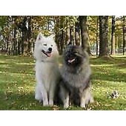 Gezellig met hond op vakantie?50m.vh strand, 4p.vak.bungalow