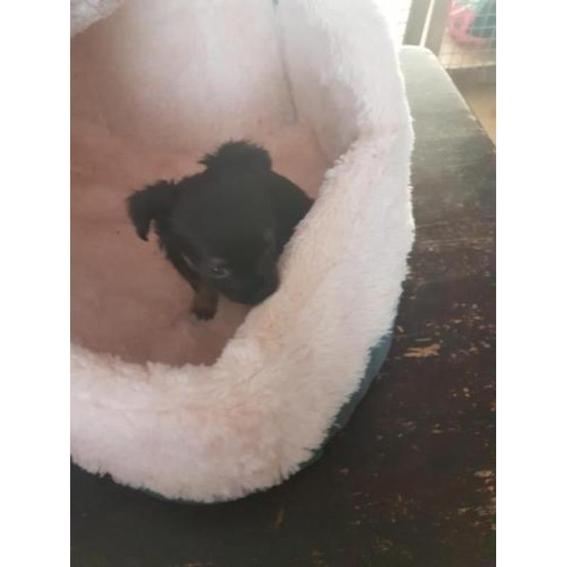 chihuahua reutje
