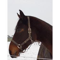 **VERKOCHT** 6 jarige dressuurruin.