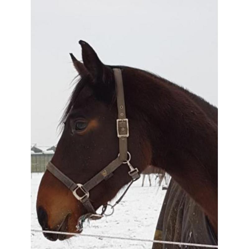 **VERKOCHT** 6 jarige dressuurruin.