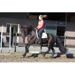 EYECATCHER!! Geweldige, betrouwbare friese stamboekmerrie.