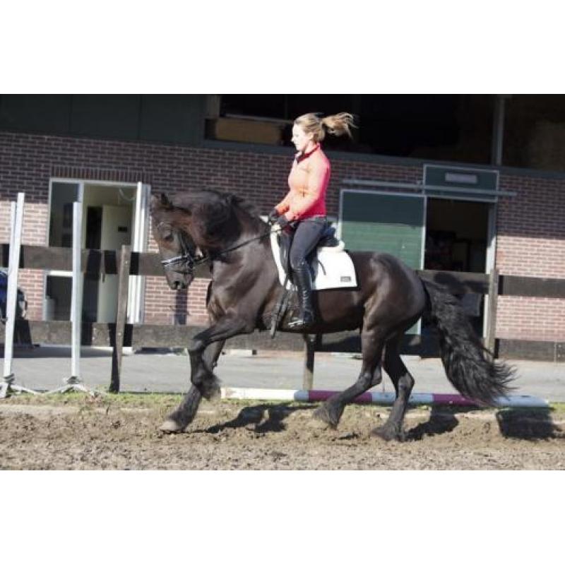 EYECATCHER!! Geweldige, betrouwbare friese stamboekmerrie.