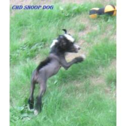 Chinese Naakthond pup met stamboom