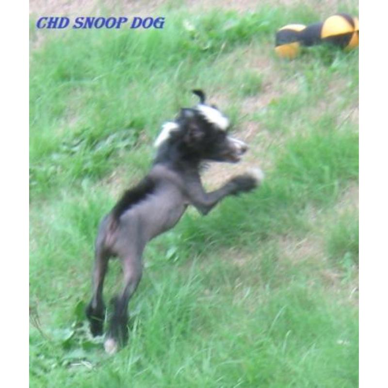 Chinese Naakthond pup met stamboom