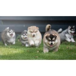 Prachtige Pomsky Puppy's !! (mini husky)