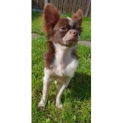 Mini chihuahua choco bont reu