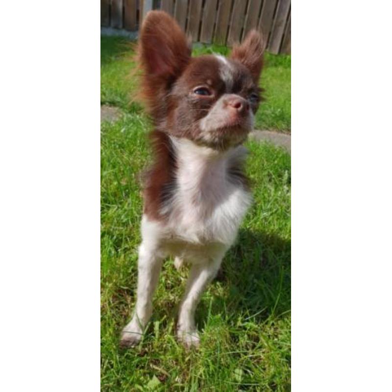 Mini chihuahua choco bont reu
