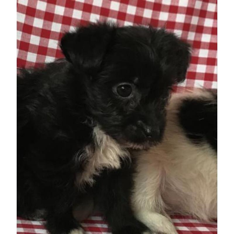 Boomer pups
