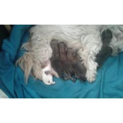 Ras zuiver shih shu pups
