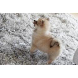 Mooie en unieke pup! Pomeriaan!
