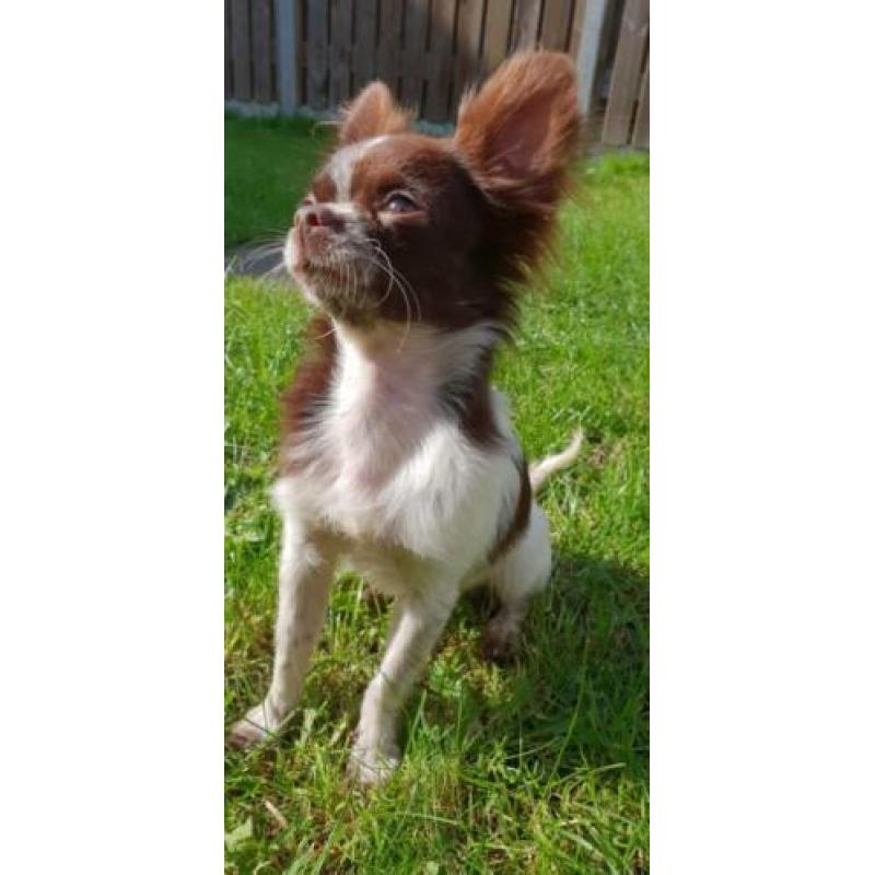 Mini chihuahua choco bont reu